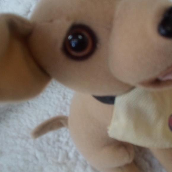 Taco Bell Dog - Picture 5 of 8